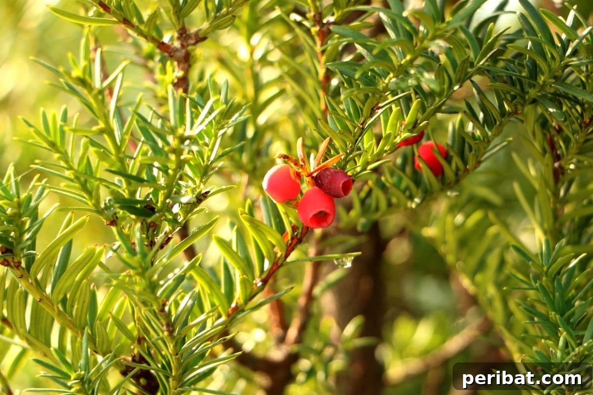 30 Must-Have Evergreen Shrubs and Trees for Any Garden 26 Branch of Yew evergreen shrub