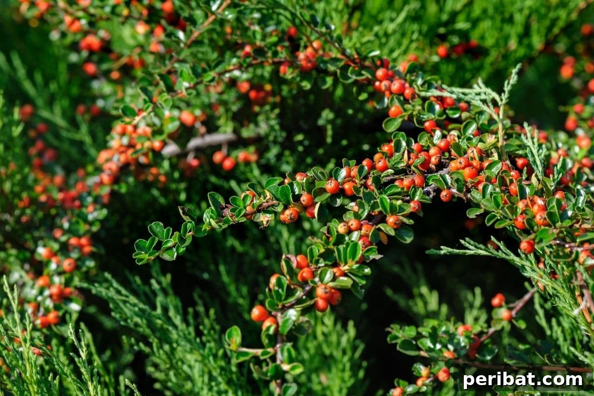 30 Must-Have Evergreen Shrubs and Trees for Any Garden 27 Cotoneaster shrub with dark green foliage and red berries in the garden