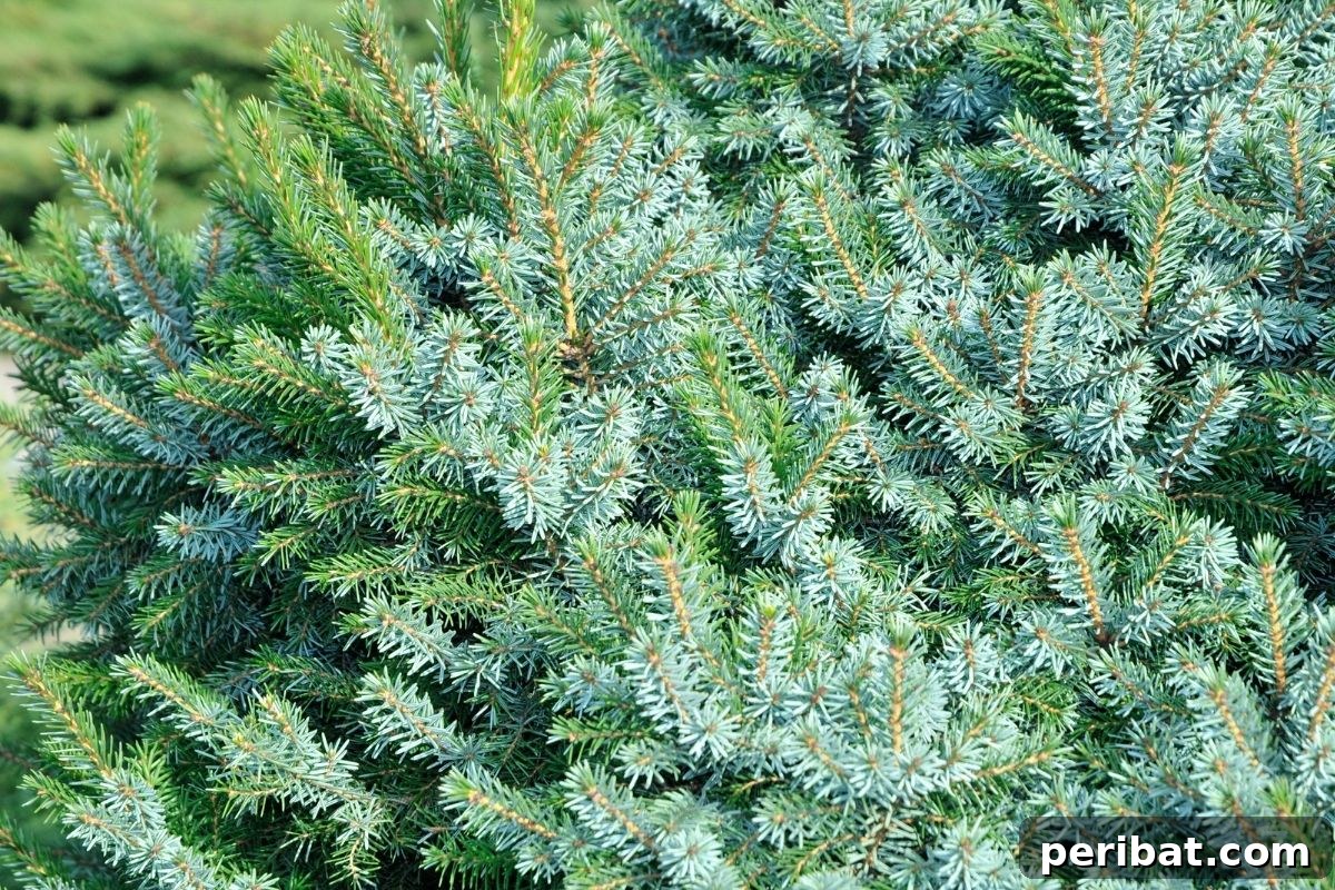 30 Must-Have Evergreen Shrubs and Trees for Any Garden 28 spruce shrub or tree, an accent plant in the garden