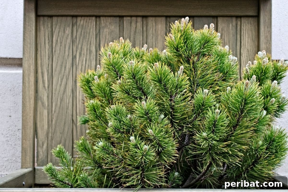 30 Must-Have Evergreen Shrubs and Trees for Any Garden 29 Fir evergreen shrub growing in a wooden container in the garden