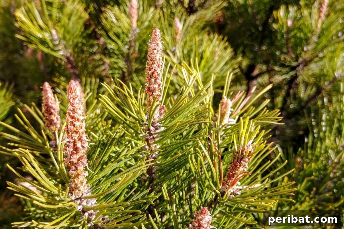 30 Must-Have Evergreen Shrubs and Trees for Any Garden 30 Mugo Pine or bog pine in the garden