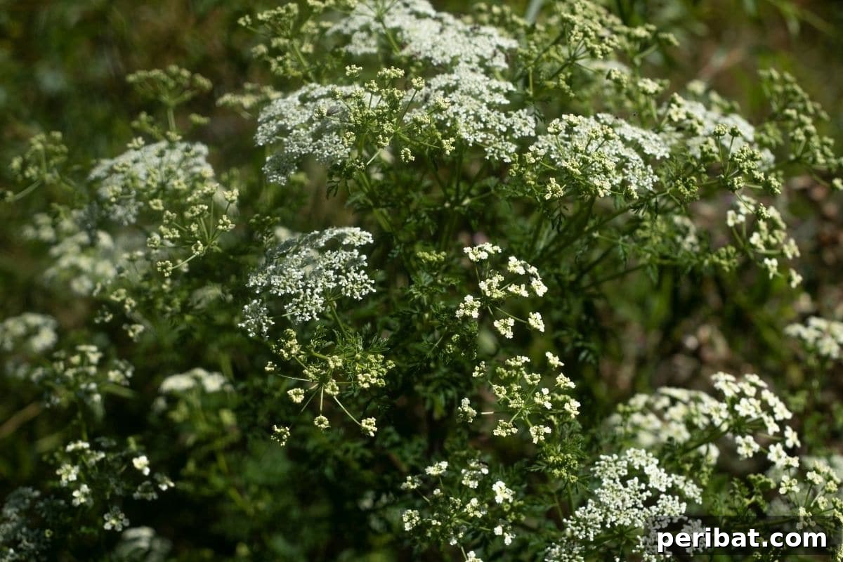 30 Must-Have Evergreen Shrubs and Trees for Any Garden 4 Hemlock shrub or a tree, with white flowers in the garden
