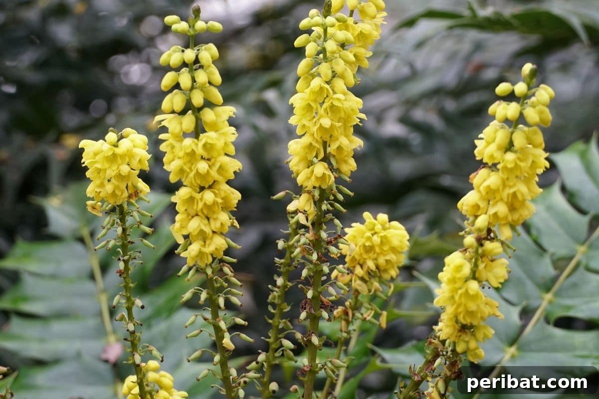 30 Must-Have Evergreen Shrubs and Trees for Any Garden 31 mahonia evergreen shrub with yellow flowers in the garden