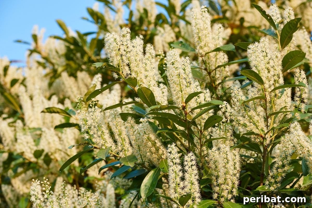 30 Must-Have Evergreen Shrubs and Trees for Any Garden 5 Cherry laurel, an evergreen shrub, with white flowers blooming in the garden