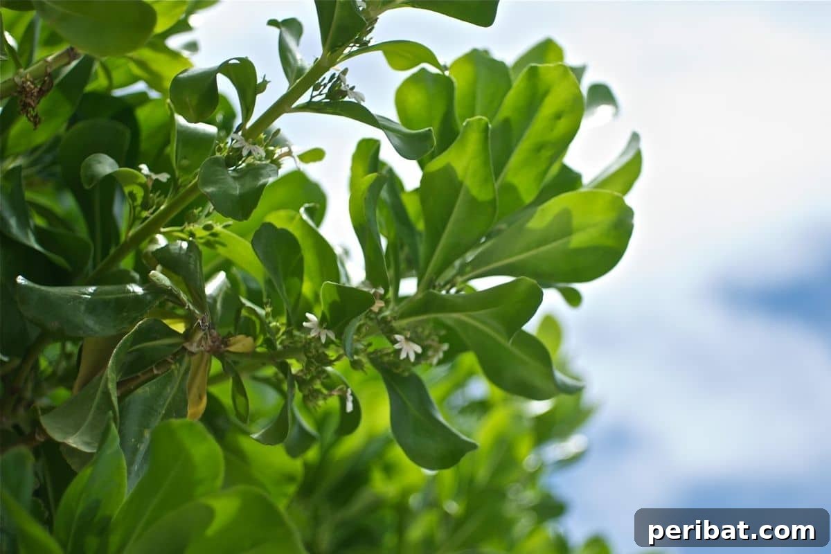 30 Must-Have Evergreen Shrubs and Trees for Any Garden 6 inkberry holly evergreen shrug against the sky in the garden