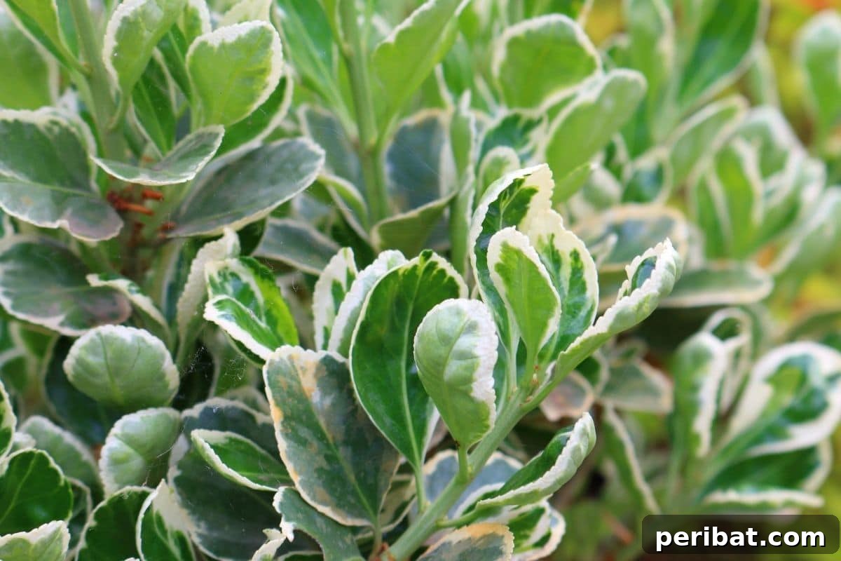 30 Must-Have Evergreen Shrubs and Trees for Any Garden 7 Euonymus evergreen shrub growing in the garden