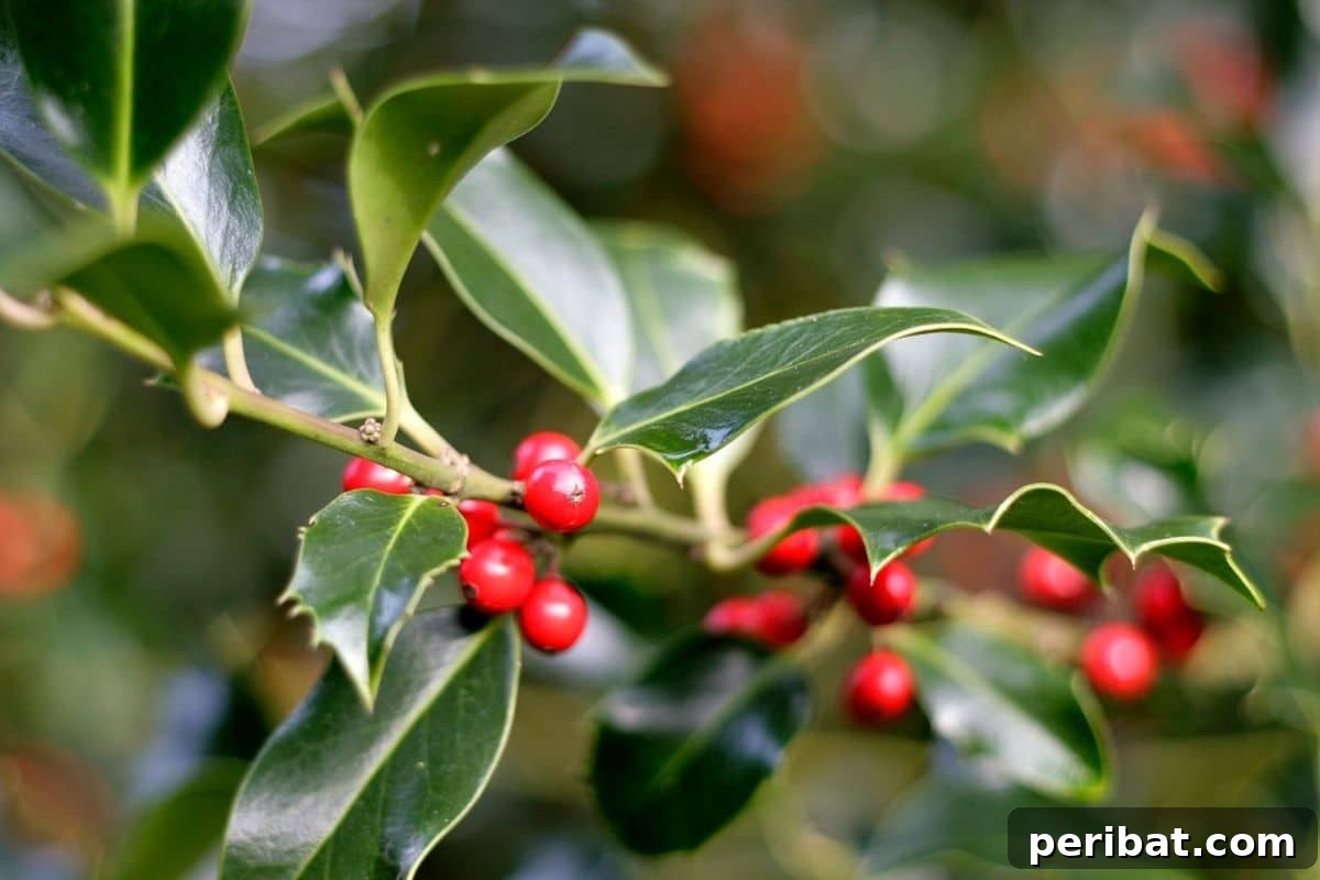 30 Must-Have Evergreen Shrubs and Trees for Any Garden 8 branch of Blue holly, an evergreen shrub with blue green leaves and red berries in the garden