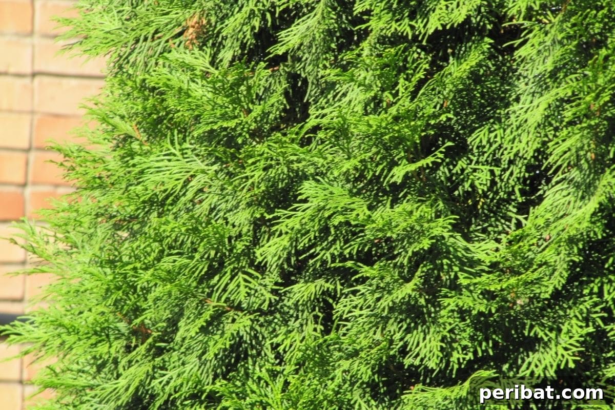 30 Must-Have Evergreen Shrubs and Trees for Any Garden 9 Arborvitae evergreen tall tree in the garden