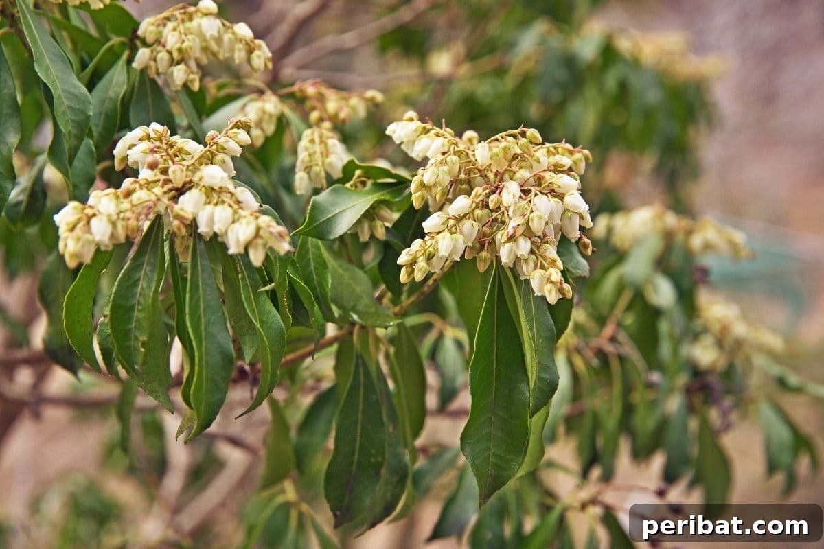 30 Must-Have Evergreen Shrubs and Trees for Any Garden 10 branch of Pieris Japonica shrub with flowers shaped like bells in the garden