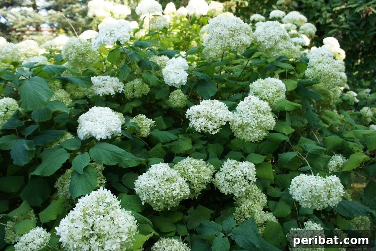 Stunning White Shrubs for an Elegant Garden 11 lovely Annabelle Hydrangea shrub with blooming white flowers in the garden