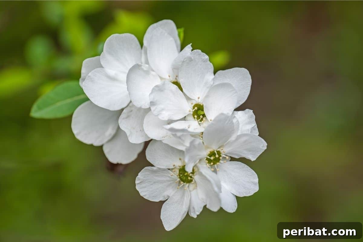 Stunning White Shrubs for an Elegant Garden 12 white Pearlbush flowers in the garden