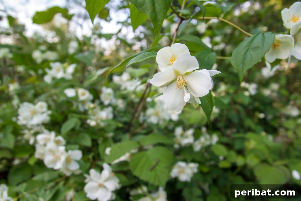 Stunning White Shrubs for an Elegant Garden 13 white Mock Orange shrub in the garden