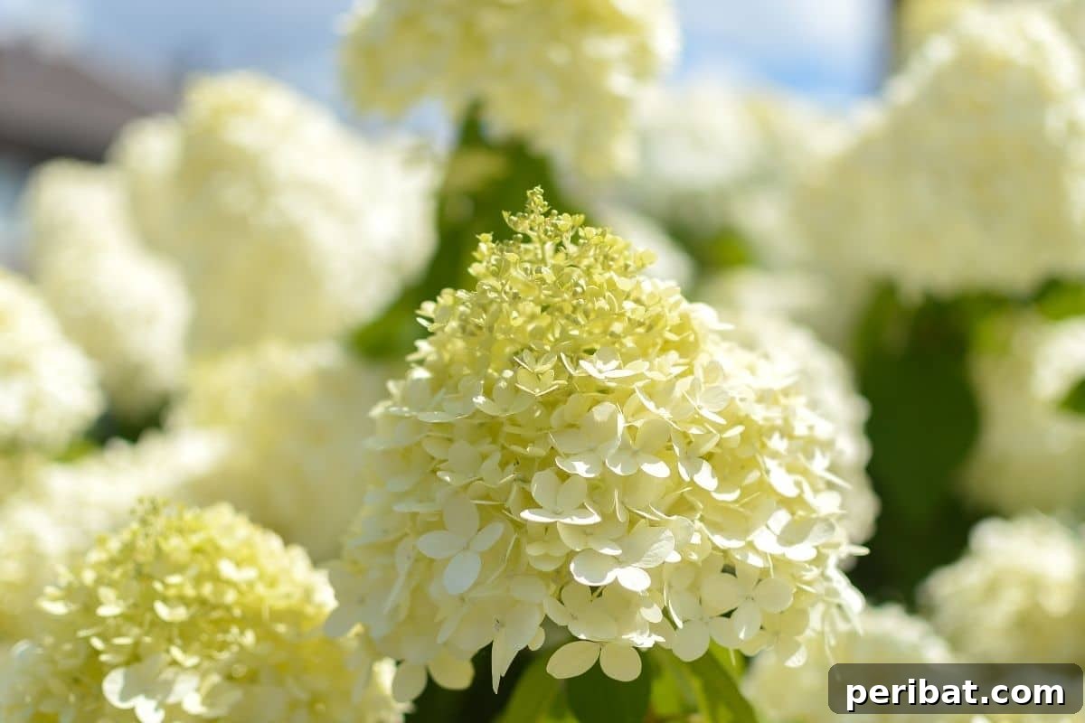 Stunning White Shrubs for an Elegant Garden 14 Limelight hydrangea with cone shape flowers blooming in the garden