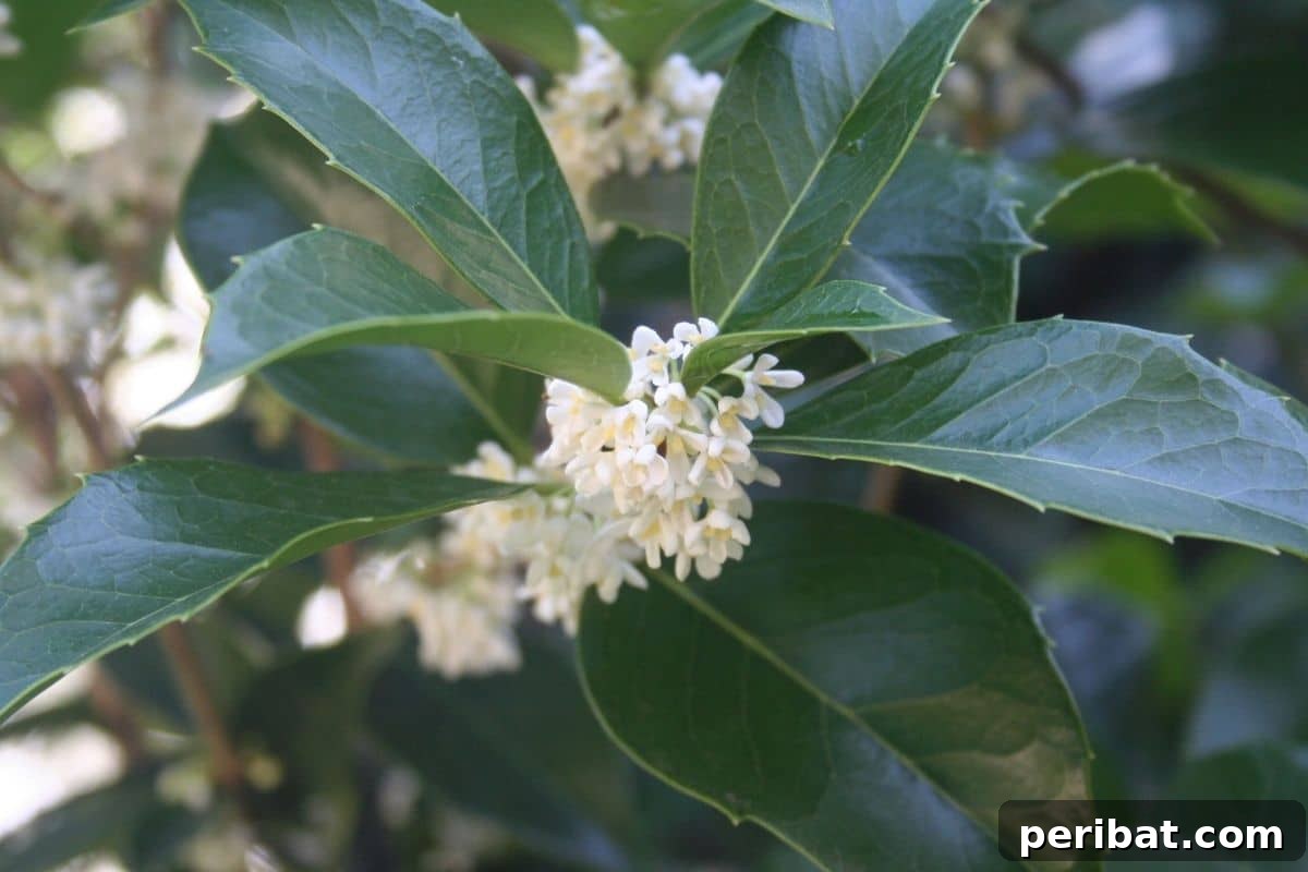 Stunning White Shrubs for an Elegant Garden 16 Tea Olive or sweet osmanthus with white flowers