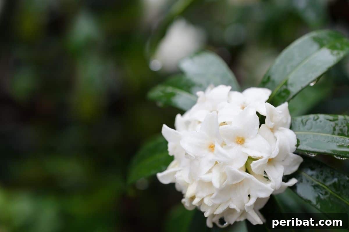 Stunning White Shrubs for an Elegant Garden 17 Daphne with white flowers blooming during spring