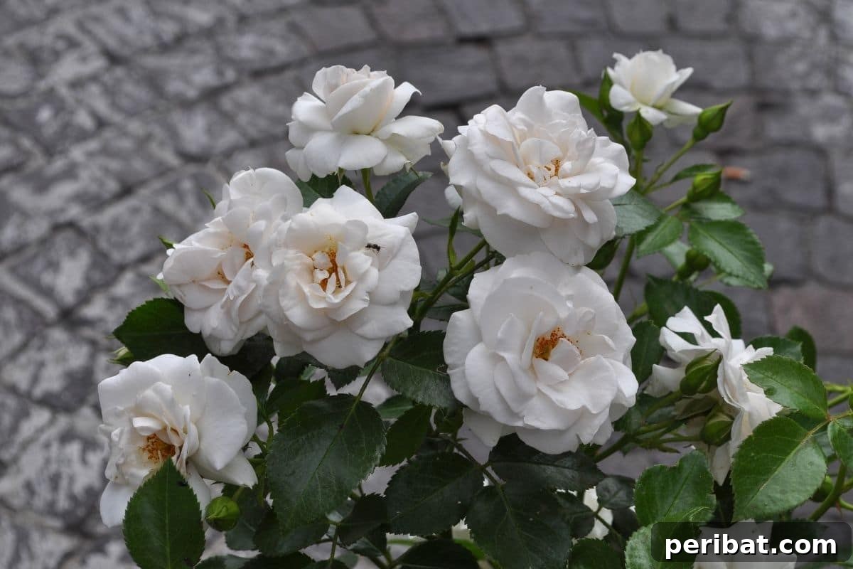 Stunning White Shrubs for an Elegant Garden 18 shrub of white roses in the garden along the hallway