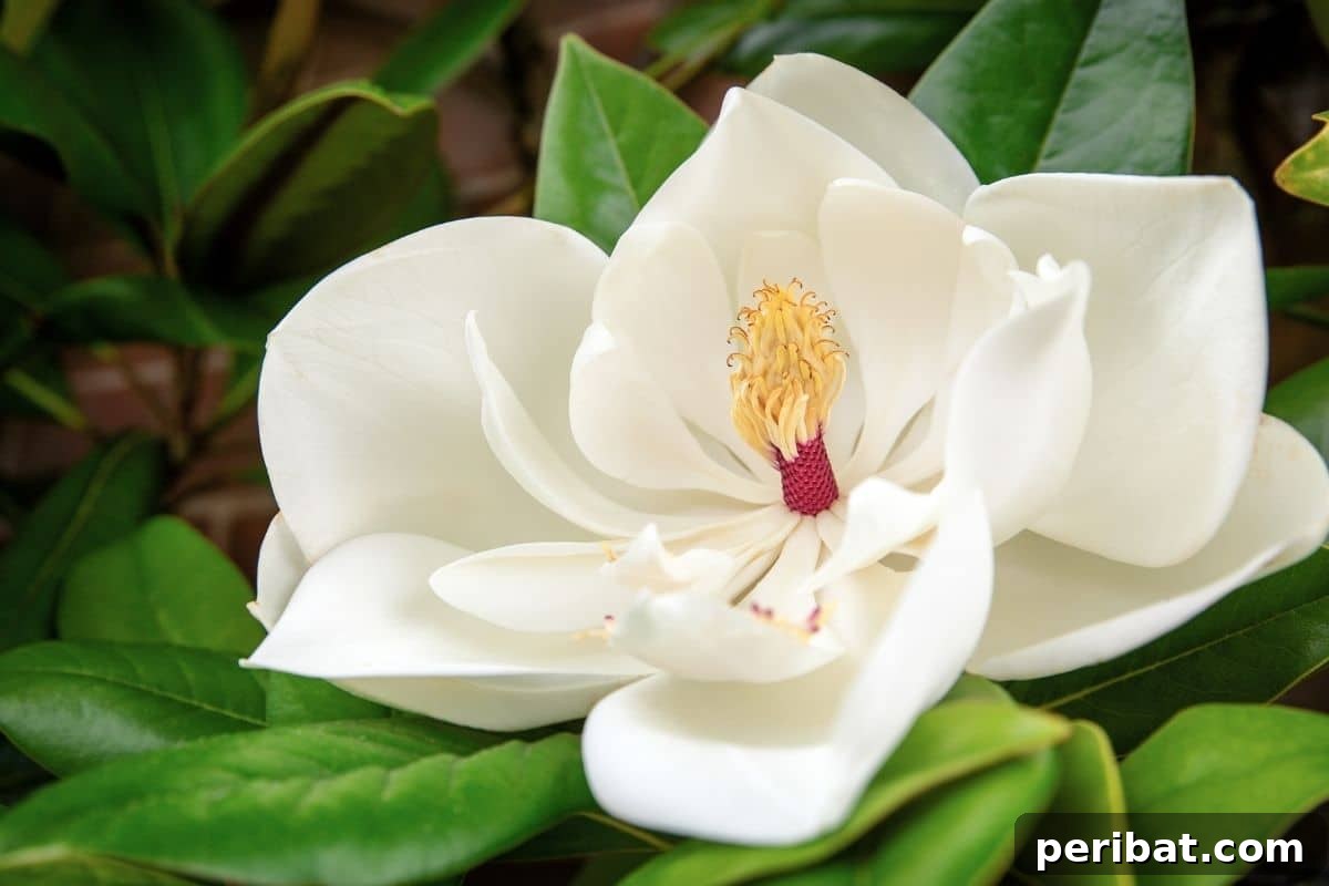Stunning White Shrubs for an Elegant Garden 19 beautiful white flower of magnolia in the garden