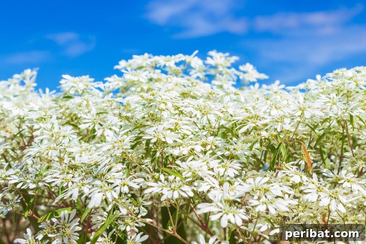 Stunning White Shrubs for an Elegant Garden 20 Snows of Kilimanjaro or euphoria leucocephala blooming against the sky