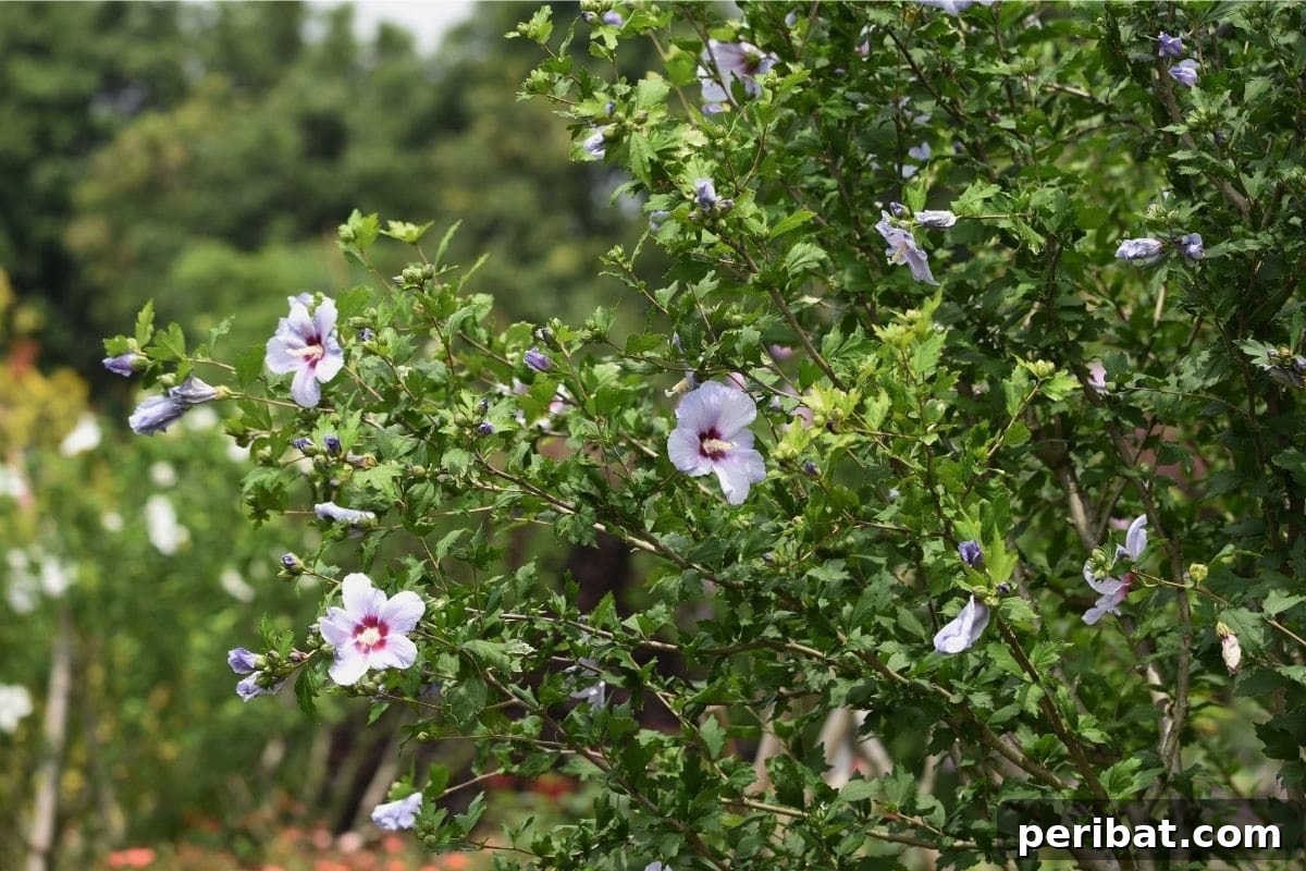 Stunning White Shrubs for an Elegant Garden 3 Rose of Sharon shrub with white flowers