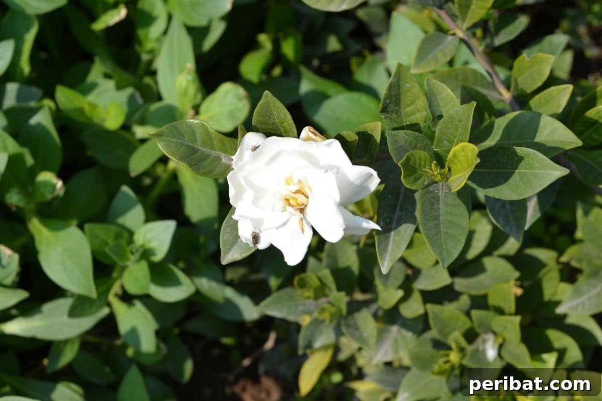 Stunning White Shrubs for an Elegant Garden 21 white camellia flowers in the garden