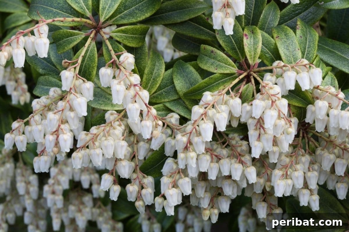 Stunning White Shrubs for an Elegant Garden 22 white Spiraea flowers in the garden