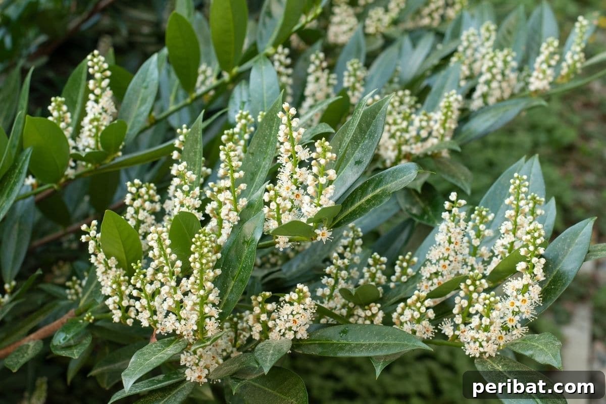 Stunning White Shrubs for an Elegant Garden 23 Laurel cherry also known as prunus laurocerasus in the garden