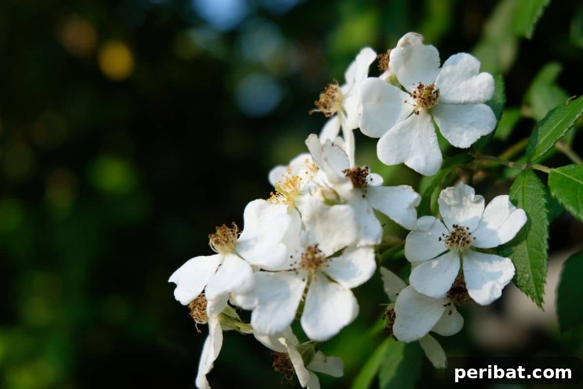 Stunning White Shrubs for an Elegant Garden 24 white flower of dogwood shrub in the garden