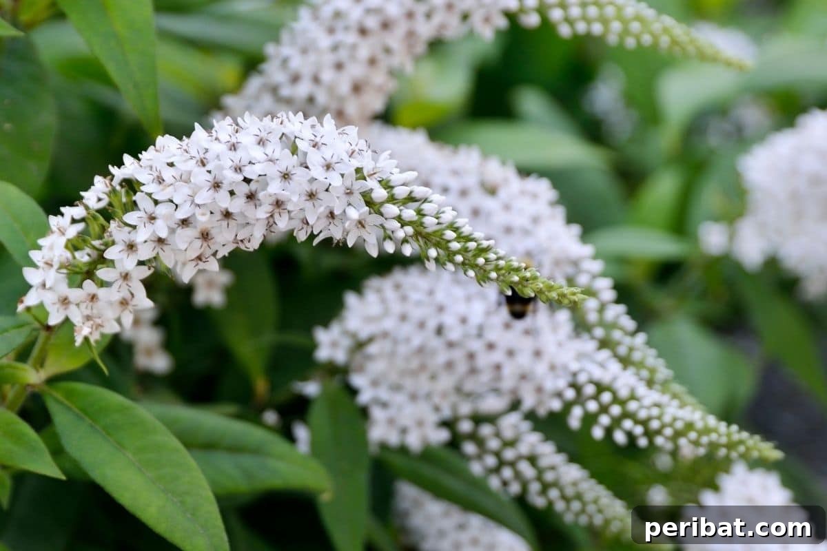 Stunning White Shrubs for an Elegant Garden 25 white butterfly bush also known as buddleria davidii in the garden