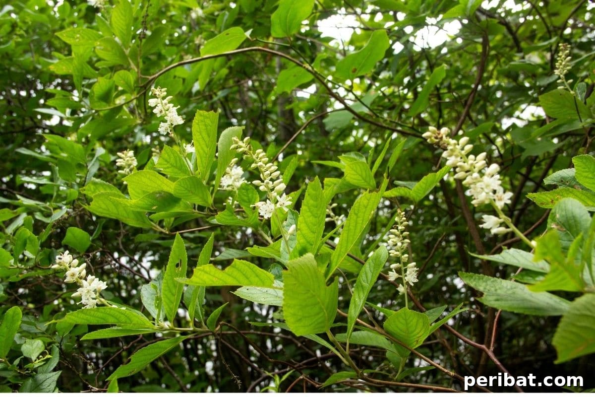 Stunning White Shrubs for an Elegant Garden 26 Summersweet Clethra or sweet pepperbush in the garden