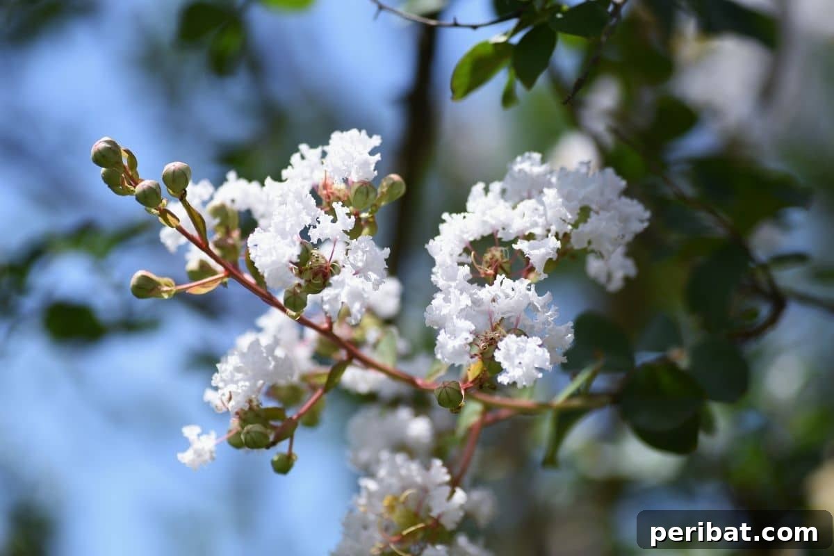 Stunning White Shrubs for an Elegant Garden 27 white flowers of Crape Myrtle bush