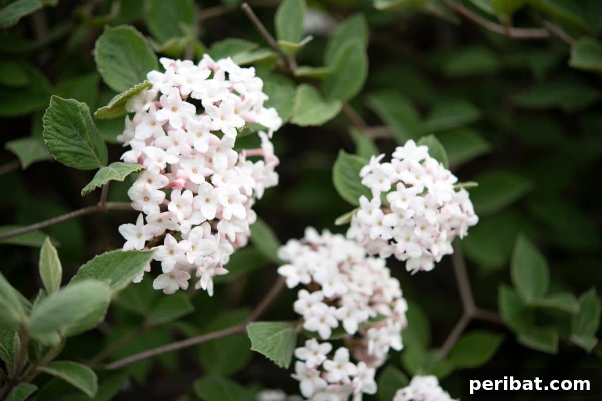 Stunning White Shrubs for an Elegant Garden 4 Korean spice viburnum or Viburnum carlesii with white flowers