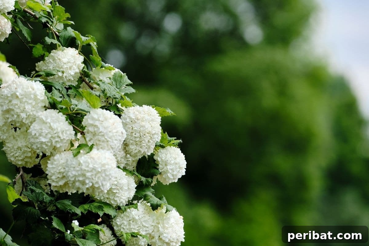 Stunning White Shrubs for an Elegant Garden 5 Chinese Snowball Viburnum with large ball of white flowers blooming in the garden