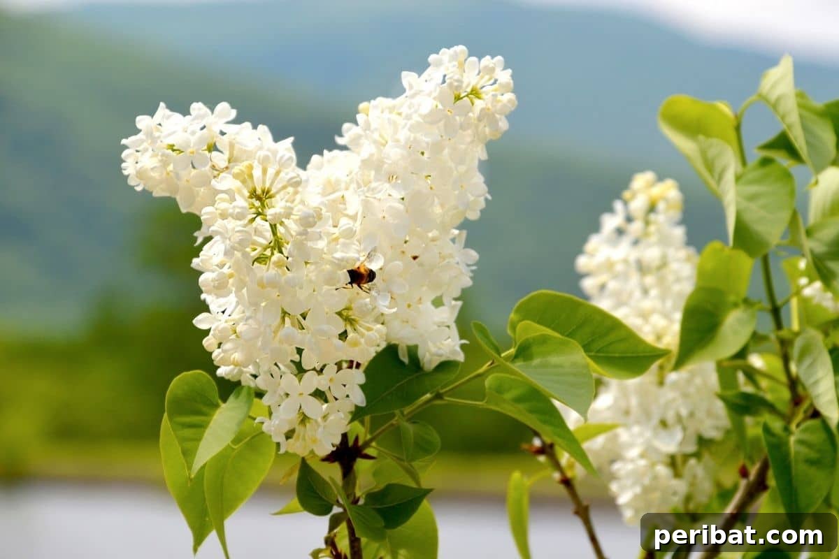 Stunning White Shrubs for an Elegant Garden 6 white Common Lilac with a mountain background