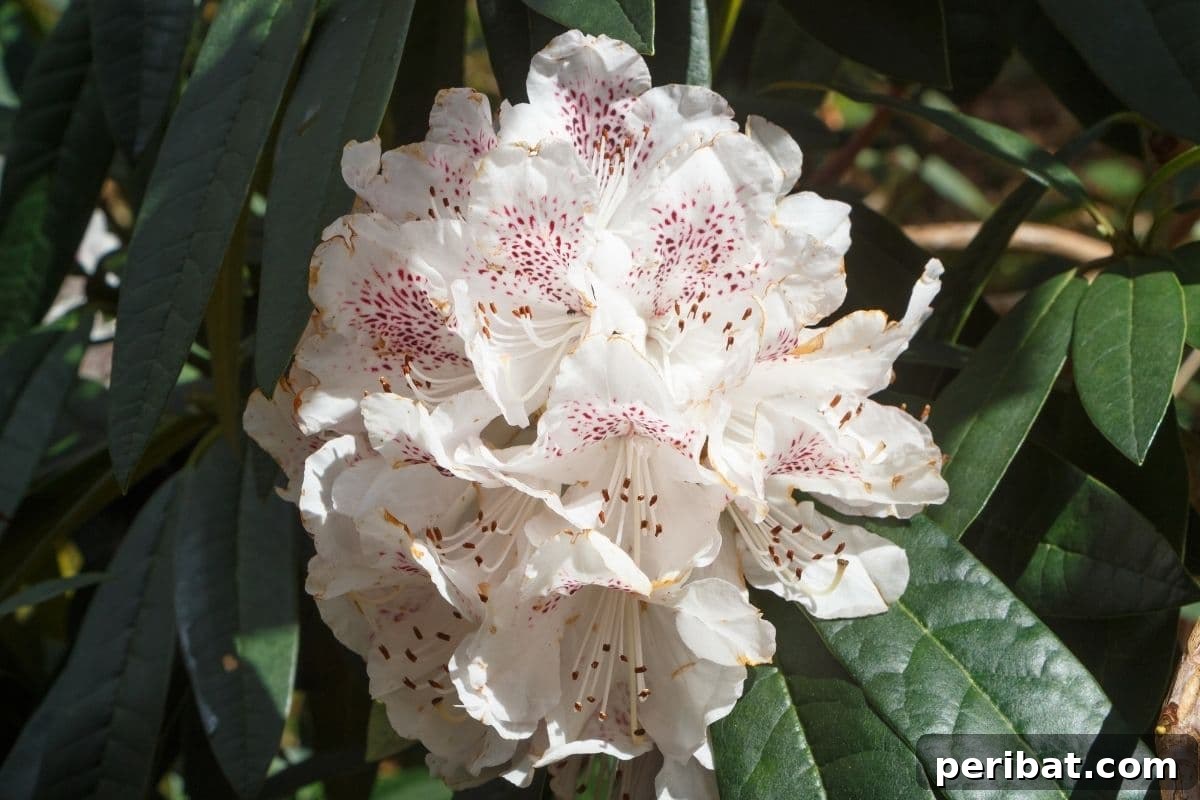 Stunning White Shrubs for an Elegant Garden 7 white flowers of Rhododendron shrub