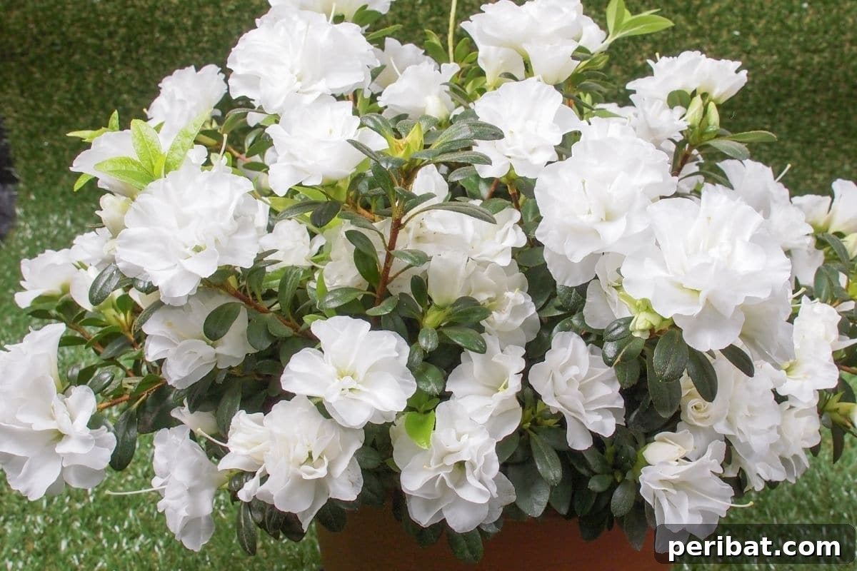 Stunning White Shrubs for an Elegant Garden 8 Azaleas in a pot blooming with white flowers