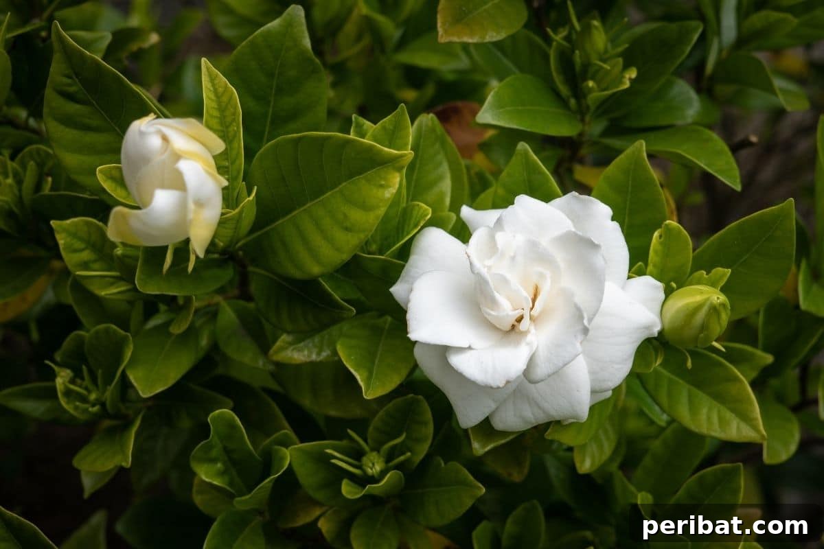 Stunning White Shrubs for an Elegant Garden 9 white gardenia flowers blooming in the garden