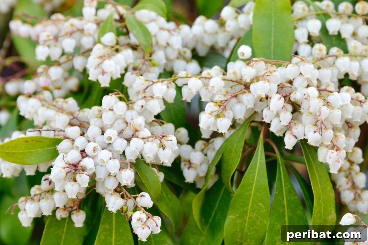 Stunning White Shrubs for an Elegant Garden 10 Japanese Andromeda with white flowers in the garden under the sunlight