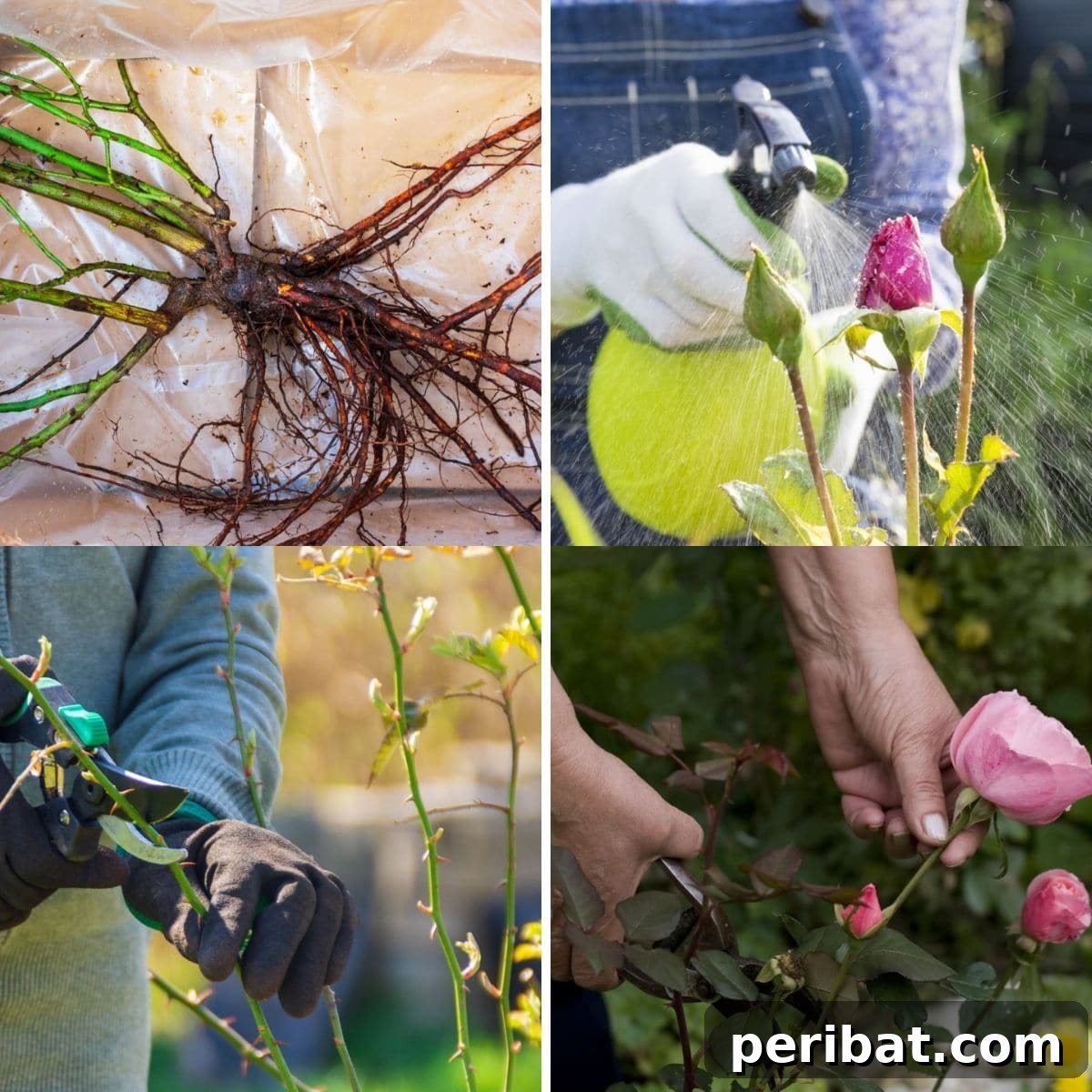 tips for a beautiful rose garden