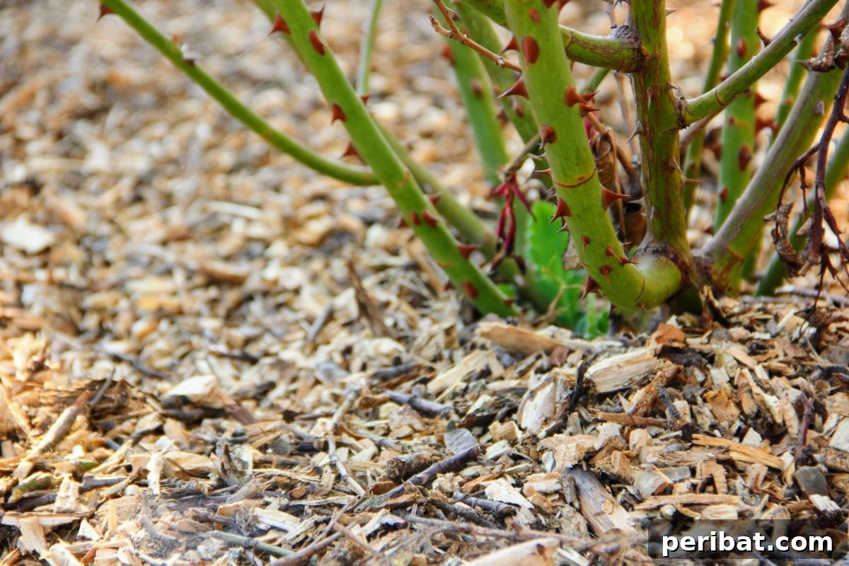 Secrets to a Thriving Rose Garden 11 rose with mulch in the garden