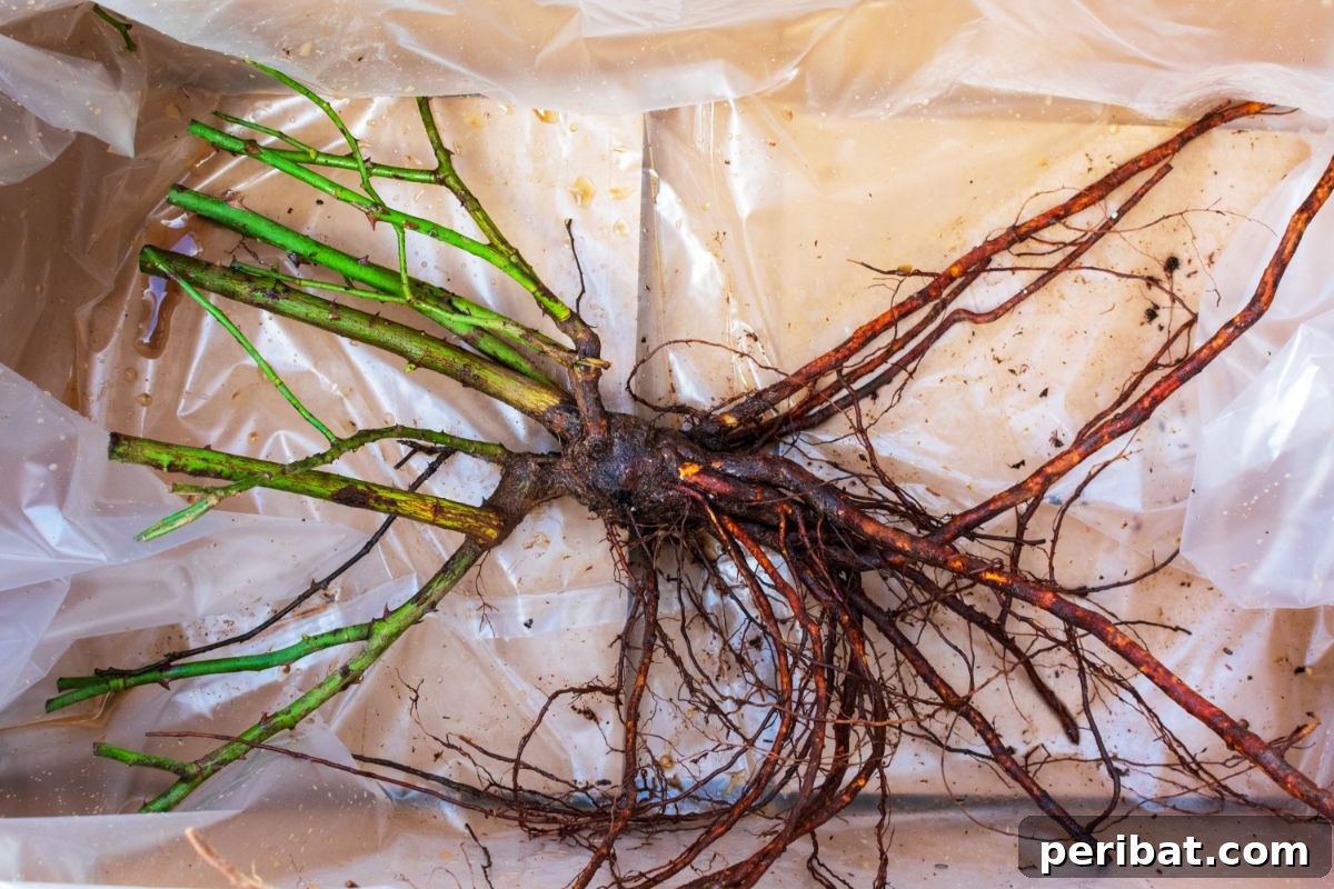 Secrets to a Thriving Rose Garden 3 bare root of roses in a plastic