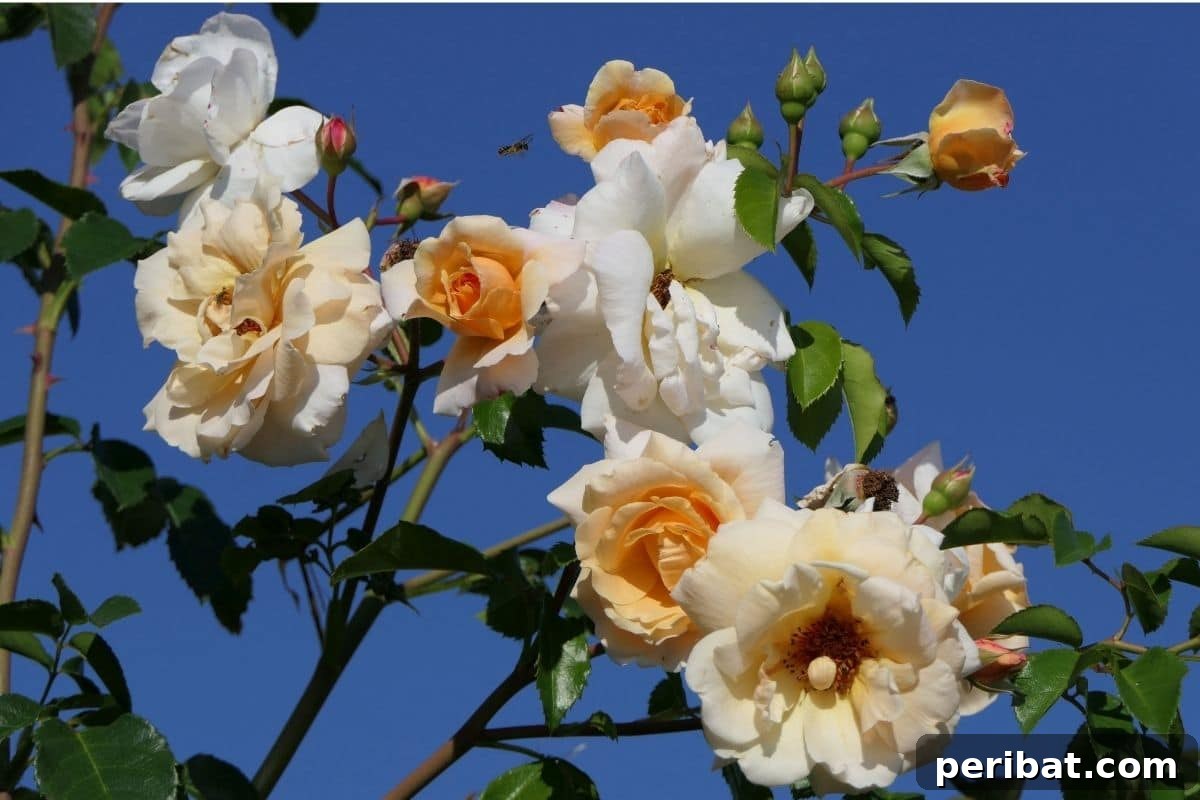 Secrets to a Thriving Rose Garden 4 white rose in the garden against the blue sky