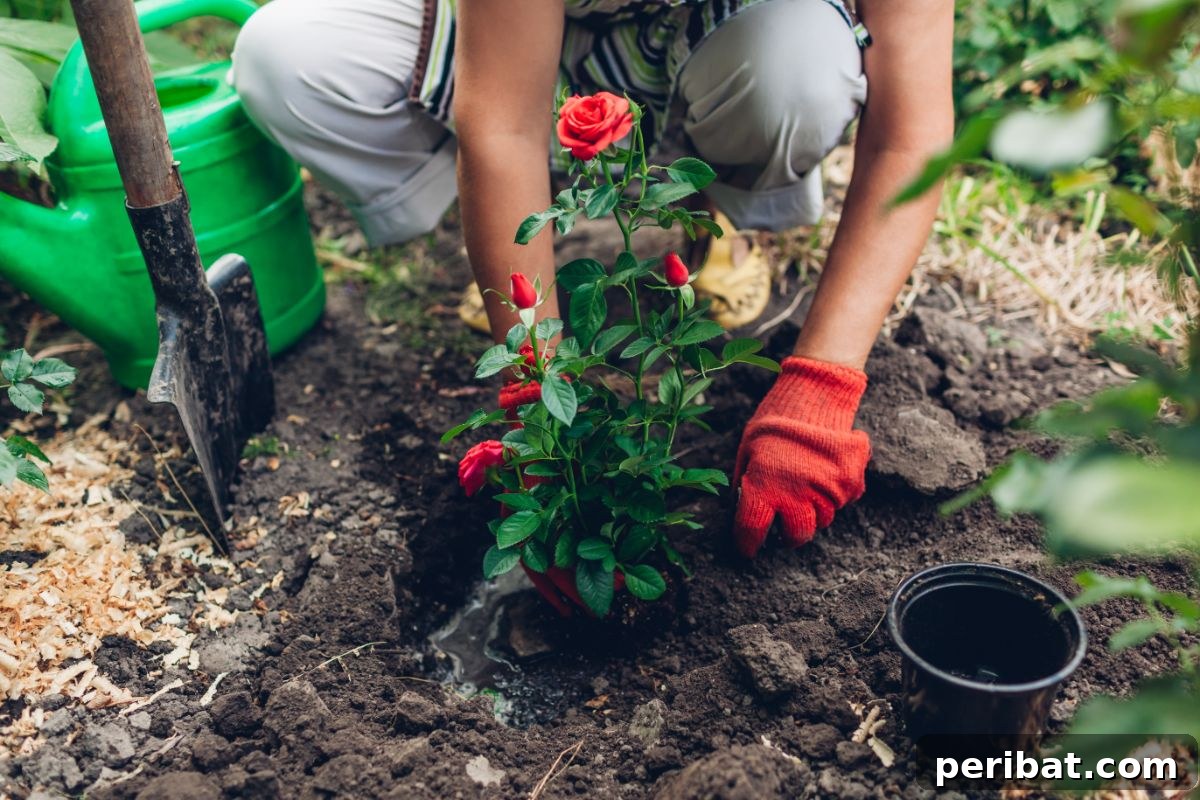 Secrets to a Thriving Rose Garden 5 transplanting rose bush in the garden