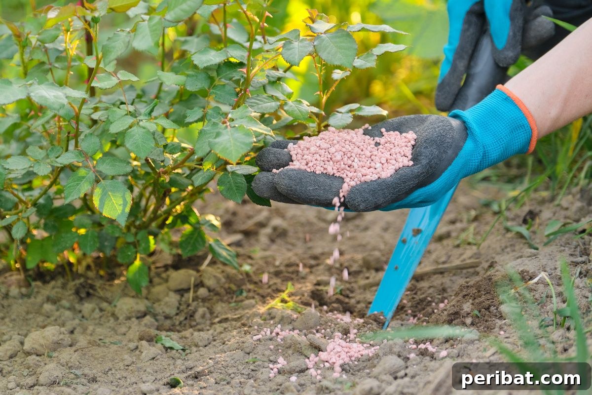 Secrets to a Thriving Rose Garden 8 fertilizer in hands of the gardener
