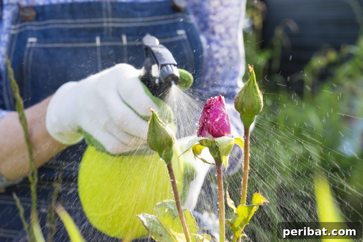 Secrets to a Thriving Rose Garden 9 spraying the roses with flowers in the garden