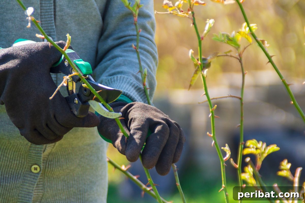 Secrets to a Thriving Rose Garden 10 pruning the rose plant in the size-full wp-image-117818 aligncenter