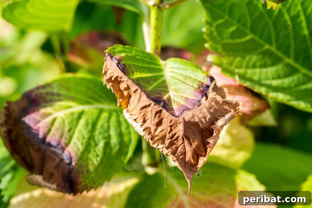 A hydrangea leaf showing signs of fungal disease, highlighting the need for vigilance.