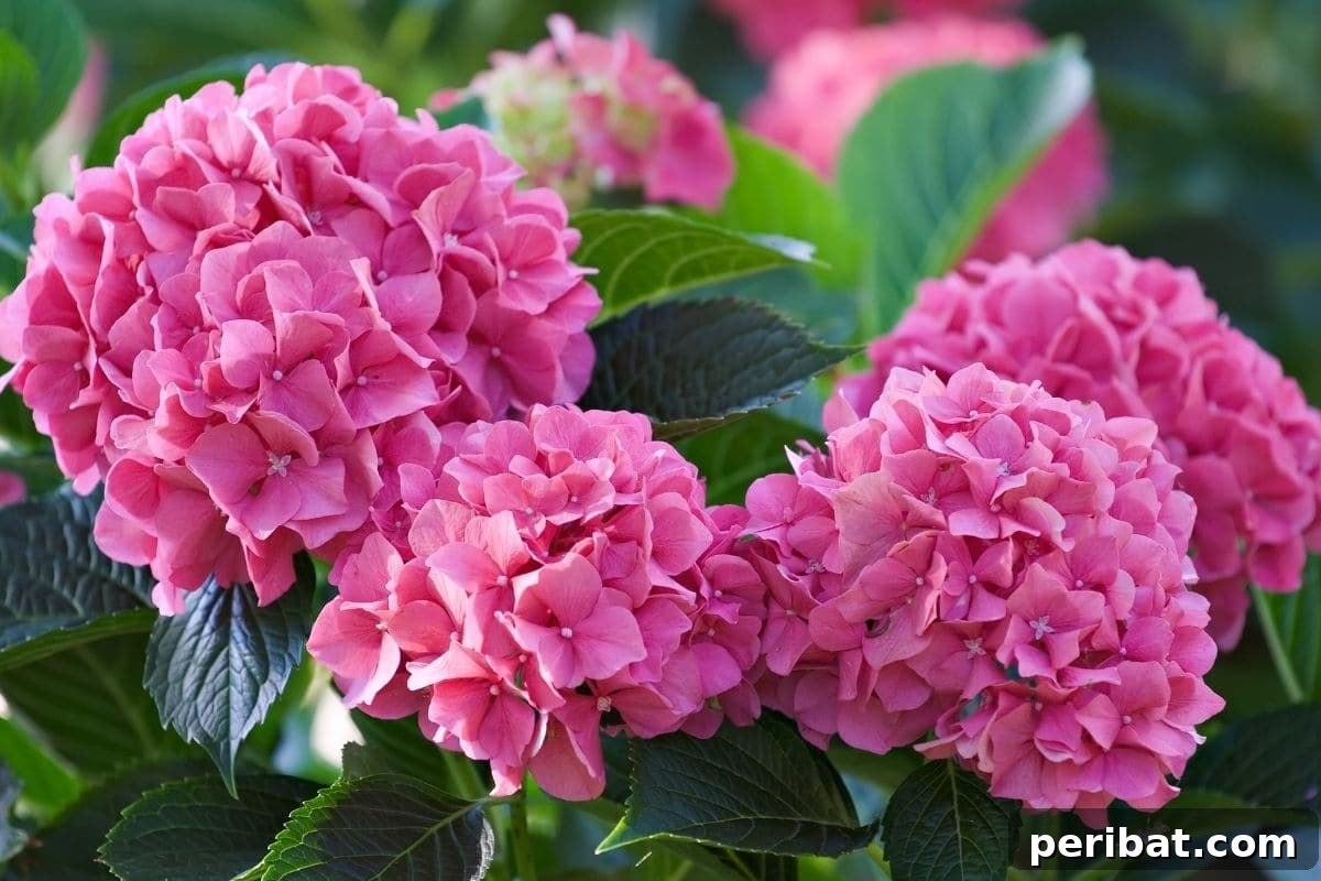 Vibrant pink large leaf hydrangea blooming profusely in a garden setting.