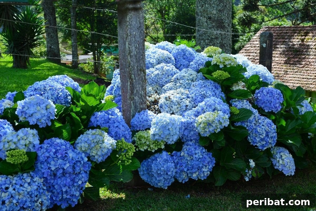 A healthy, naturally blooming blue hydrangea bush in a garden.