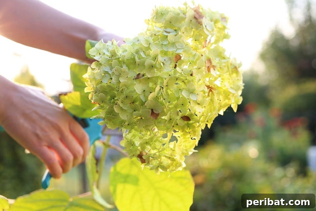 A gardener carefully cutting a blossoming hydrangea flower for deadheading.