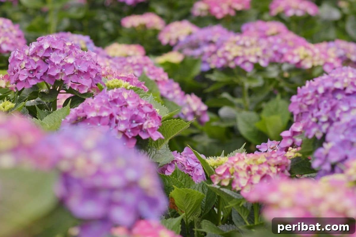 Vibrant purple and pink colored hydrangeas blooming simultaneously in a garden.